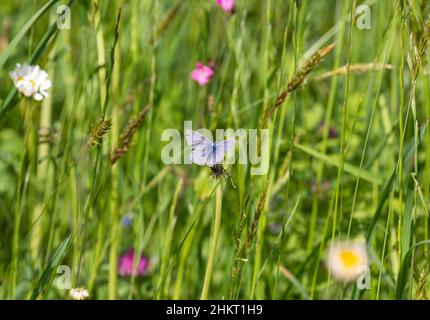 Makro eines gewöhnlichen blauen Schmetterlings auf einer Knospe in einer Bergwiese während des Sommers in den alpen mit verschwommenem Hintergrund Stockfoto