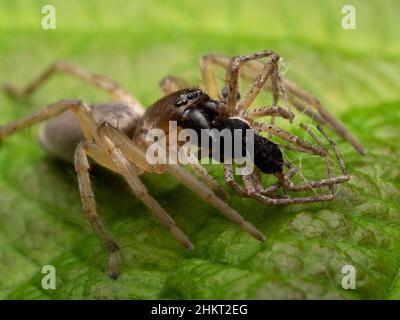 Eine Laubkräuselspinne (Clubiona lutescens) auf einem grünen Blatt, die eine männliche Krabbenspinne (Philodromus dispar) frisst, die sie gefangen genommen und getötet hat Stockfoto