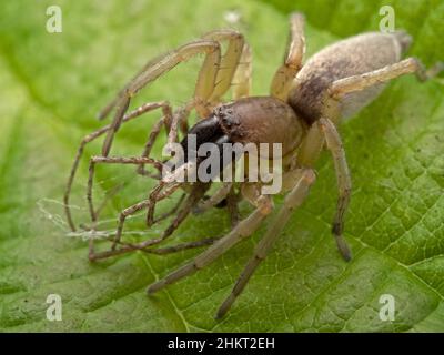 Laubkräuselspinne (Clubiona lutescens) mit dem Körper einer männlichen Krabbenspinne (Philodromus dispar) im Kiefer Stockfoto