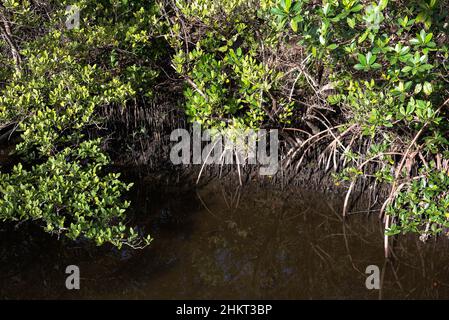 Detail von roten Mangrovenwurzeln und schwarzen Mangrovenwurzeln, die bei Ebbe in einem Mangrovensumpf in Florida freigelegt wurden. Stockfoto