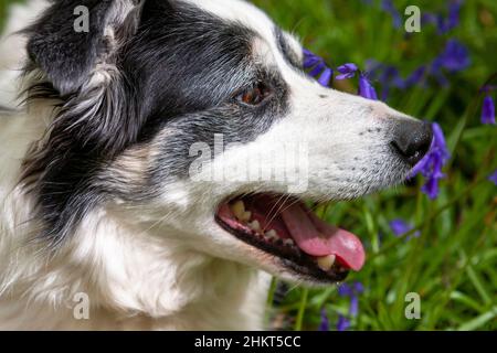 Große Nahaufnahme eines Border Collie Hundes auf einem Teppich von Bluebells (Hyacinthoides non-scripta), Inholmes Wood, Stoughton, West Sussex, Großbritannien Stockfoto