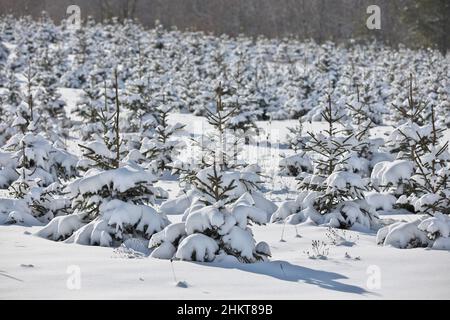 Ein Feld voller immergrüner, von Schnee bedeckter Baby-Bäume Stockfoto