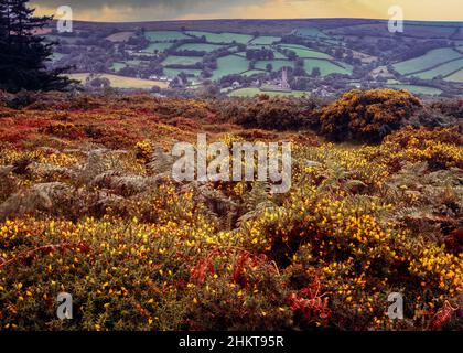 Herrliche Frühlingslandschaft mit blühenden Görsen (Ulex europaeus) Stockfoto