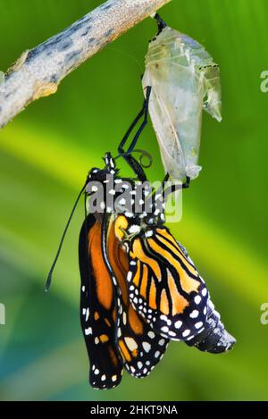 Kürzlich geschlüpfter Monarch-Schmetterling, der sich an seinen zerstörten Chrsalis klammerte. Stockfoto