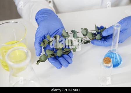 Apothekerin in Handschuhen mit Eukalyptuszweigen. Natürliche Hautpflege Beauty-Produkte. Stockfoto