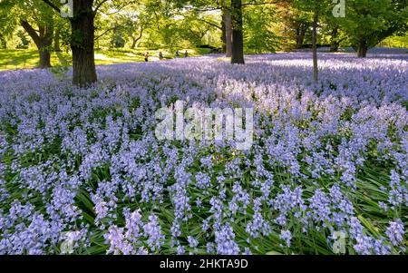 Spanische Bluebells im Bluebell Wood im Brooklyn Botanic Garden - Hyacinthoides hispanica 'Excelsior' Stockfoto