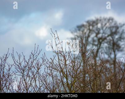 Ein Winterwiesenpipit (Anthus pratensis) steht hoch in einem Busch Stockfoto