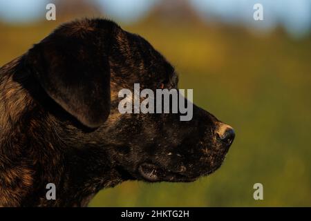 Schwarzer Hund in Nahaufnahme Porträt in der Natur Stockfoto