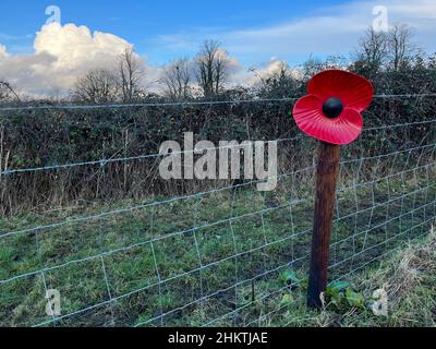 Großer roter Mohn auf einem Stacheldraht-Zaunpfosten Stockfoto