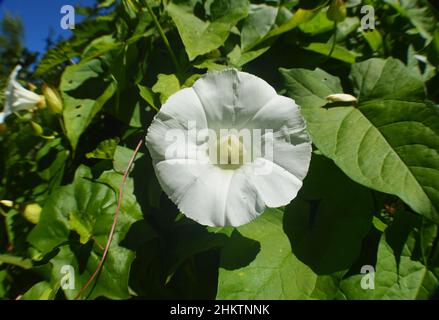 Nahaufnahme einer blühenden weißen Hedge-Bindenweed-Blume Stockfoto