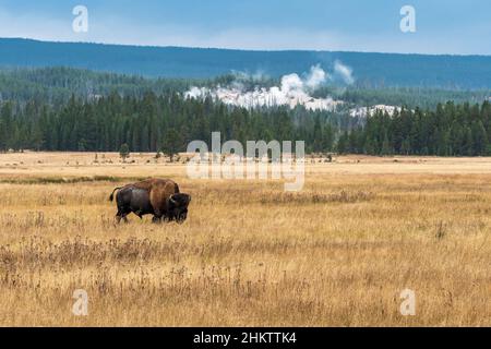 Einzelbullen Bison in Fountain Flats im Yellowstone National Park. Stockfoto