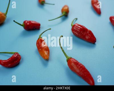 Rote Chili mit blauem Hintergrund. Geeignet für Gewürz- und Kochkonzept. Stockfoto