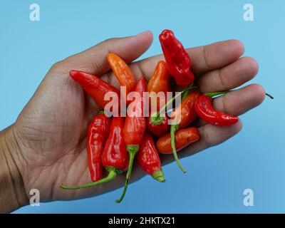 Hand mit vielen roten Chilischoten auf blauem Hintergrund. Stockfoto