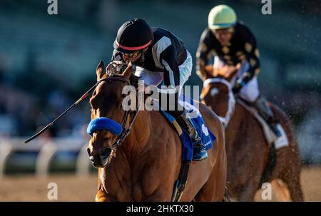 Arcadia, CA, USA. 5th. Februar 2022. 05. Februar 2022: Am 05. Februar 2022 gewinnt Merneith mit Edwin Maldonado an Bord den Einsatz von Santa Monica im Santa Anita Park in Arcadia, Kalifornien. Evers/Eclipse Sportswire/CSM/Alamy Live News Stockfoto