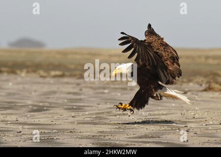 Ein fliegender Weißkopfadler (Haliaeetus leucocephalus), der an einem Sandstrand mit seinen Flügeln und Talonen am Chesterman Beach in Tofino, BC, Kanada, landet Stockfoto