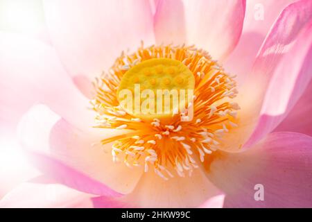 Nahaufnahme des hellrosa Lotus blüht offene gelbe Pollen. Stockfoto