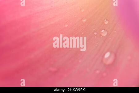 Nahaufnahme Tropfen Wasser auf rosa Lotusläppchen Hintergrund. Stockfoto