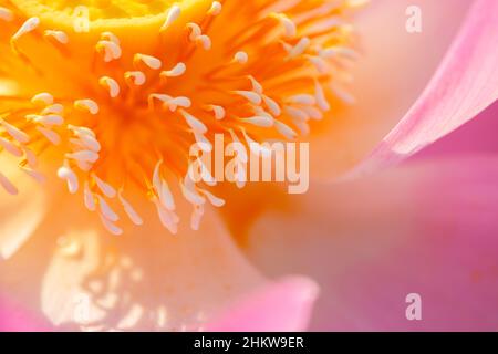 Nahaufnahme des hellrosa Lotus blüht offene gelbe Pollen. Stockfoto