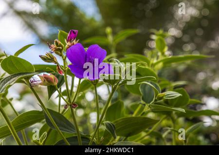 Nahaufnahme tropischer Blumen Tibouchina urvilleana Familie Melastomataceae aus Brasilien. Stockfoto