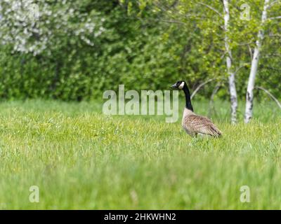 Eine Kanadagans, die auf einem Feld steht. Quebec, Kanada Stockfoto