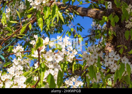 Foto des blühenden Baumbrunchs mit weißen Blumen. Schöner frühlingsblühender Apfelbaum. Selektiver Fokus, niemand, Stockfoto