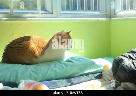 Ginger CAT beobachten den Blick auf die Straße durch das Fenster mit dem Hintergrund der Uhr Stockfoto