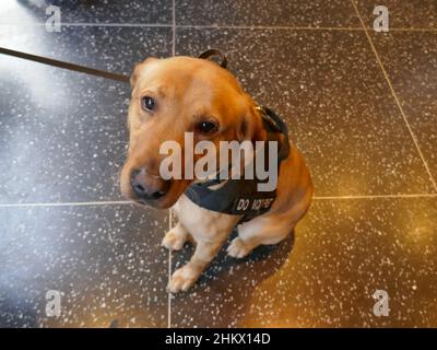 Los Angeles, Kalifornien, USA 1st. Februar 2022 K-9 Hund bei Paramount Pictures 'Jackass Forever' US-Premiere im TCL Chinese Theatre am 1. Februar 2022 in Los Angeles, Kalifornien, USA. Foto von Barry King/Alamy Stockfoto Stockfoto
