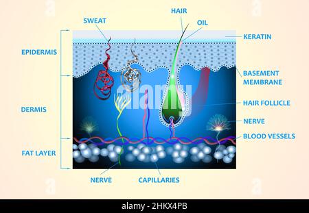 Anatomie der Haut und der Schichten und Elemente, aus denen sie besteht. Medizinische Illustration Stockfoto