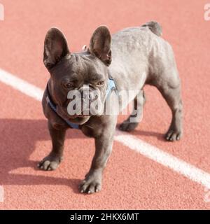 7-monatige, blaue Isabella, männlicher Franzose, der auf dem Track Field steht und wegschaut. Stockfoto