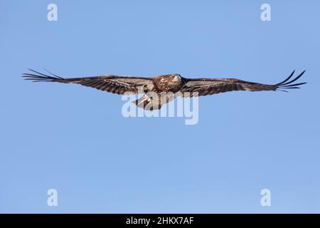 Ein junger Weißkopfseeadler im Flug bei Lock & Dam 18 auf dem Mississippi River in Gladstone, Illinois Stockfoto