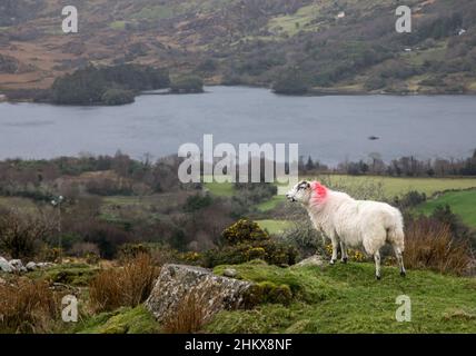 Lauragh, Kerry, Irland. 05th. Februar 2022. Ein Bergschaf steht auf einem Hügel über dem Glanmore Lake in der Nähe von Lauragh, Co. Kerry, Irland.- Credit; David Creedon / Alamy Live News Stockfoto