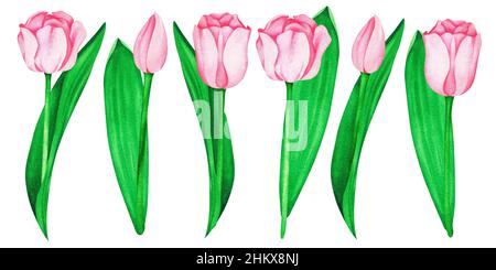 Rosa Tulpen. Aquarell Vintage Illustration. Isoliert auf weißem Hintergrund. Für Ihr Design. Geeignet für Postkarten, Hochzeitseinladungen, Stoff. Stockfoto