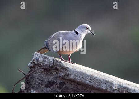 Eurasische Kolorierte Taube, Streptopelia decaocto auf einer Wand Beton Zementsäule mit Bokeh verschwommen Hintergrund Natur. Grau gefärbte Taube Vorderansicht s Stockfoto