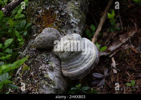 Mashroom bekannt als Chaga wächst auf der Rinde von Birke im Wald Stockfoto