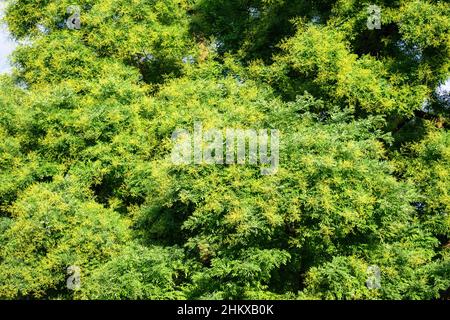 Majestätisches grünes Laub der Sophora Japonica im Sommer, Feltre, Belluno, Italien Stockfoto