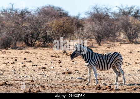 Ein Burchell's Plains Zebra -Equus quagga burchelli- Spaziergang auf der Ebene des Etosha National Park, Namibia. Stockfoto