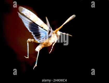 Grasshopper fliegt mit bunten Flügeln Stockfoto