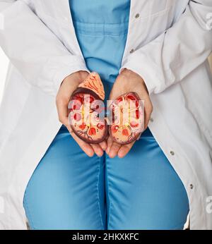 Urologie und Behandlung von Nierenerkrankungen. Arzt Urologe zeigt anatomisches Modell der Niere, Nahaufnahme Stockfoto