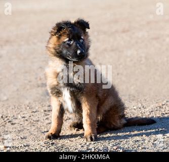 Junger belgischer Schäferhund tervueren in einem Garten Stockfoto