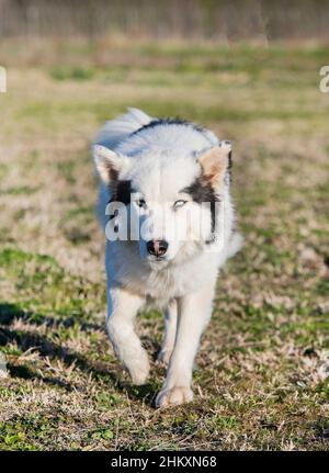 Jakutian Laika vor einem Naturhintergrund Stockfoto