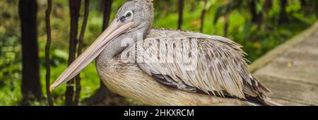 Pelican geht den Weg entlang im Park BANNER, LANG FORMAT Stockfoto