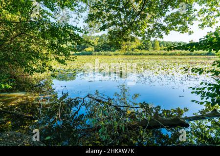 Deutschland, verträumtes natürliches Seenwasser und Vögel zwischen grünen Blättern und Bäumen in der Naturlandschaft im Freien an sonnigen Tagen Stockfoto