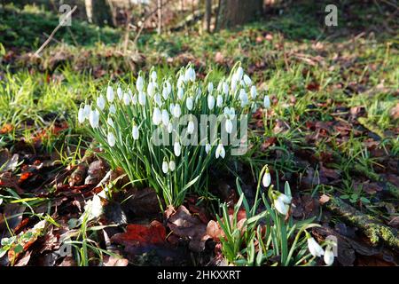 Der Frühling kommt. Nahaufnahme der ersten Schneeglöckchen im Wald. Der Hintergrund ist unscharf. Stockfoto