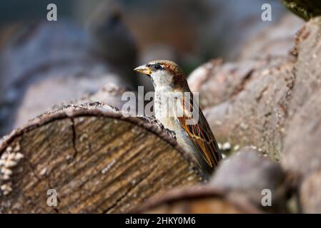 Nahaufnahme von House Sparrow, der auf einem Holzbalken sitzt Stockfoto