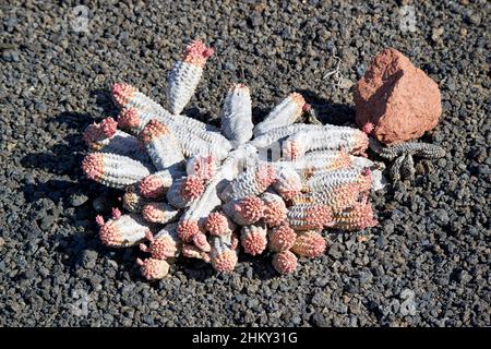 ephorbia mammillaris variegata weiß grau mit rosafarbener Spitze saftige Pflanze, die in einem Kaktusgarten aus vulkanischen Steinen auf den Kanarischen Inseln von Lanzarote wächst Stockfoto