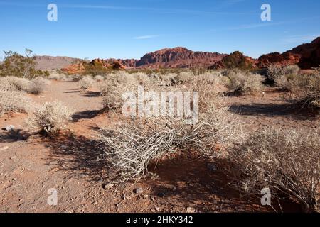 Ausgetrocknete trockene Büsche im Winter im Tal des Feuers State Park nevada usa Stockfoto