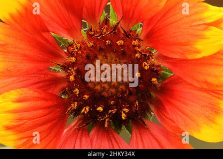 Indische Decke Blume, mehrjährige Detailansicht. Zentrum der Blüte, Nahaufnahme. Schöne Blütenblätter in rot-gelb. Gattung Gaillardia pulchella. Stockfoto