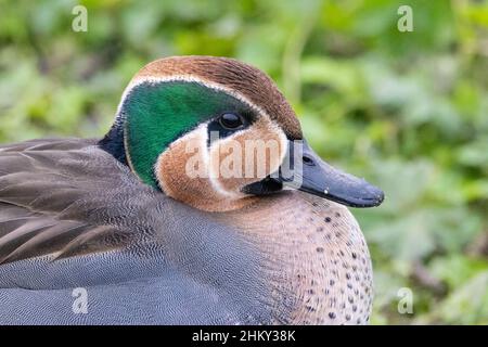 Männlicher Typ Common Teal (Anas crecca) x Baikal Teal (Sibirionetta formosa) Hybrid, Abberton Reservoir, Essex, 16. Januar 2022 Stockfoto