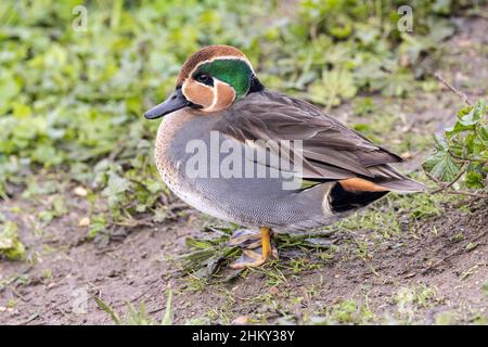 Männlicher Typ Common Teal (Anas crecca) x Baikal Teal (Sibirionetta formosa) Hybrid, Abberton Reservoir, Essex, 16. Januar 2022 Stockfoto