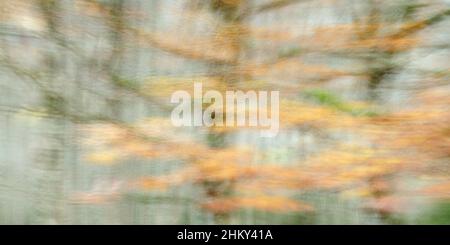 Ein ICM-Bild der Wälder im Ordesa-Tal Stockfoto